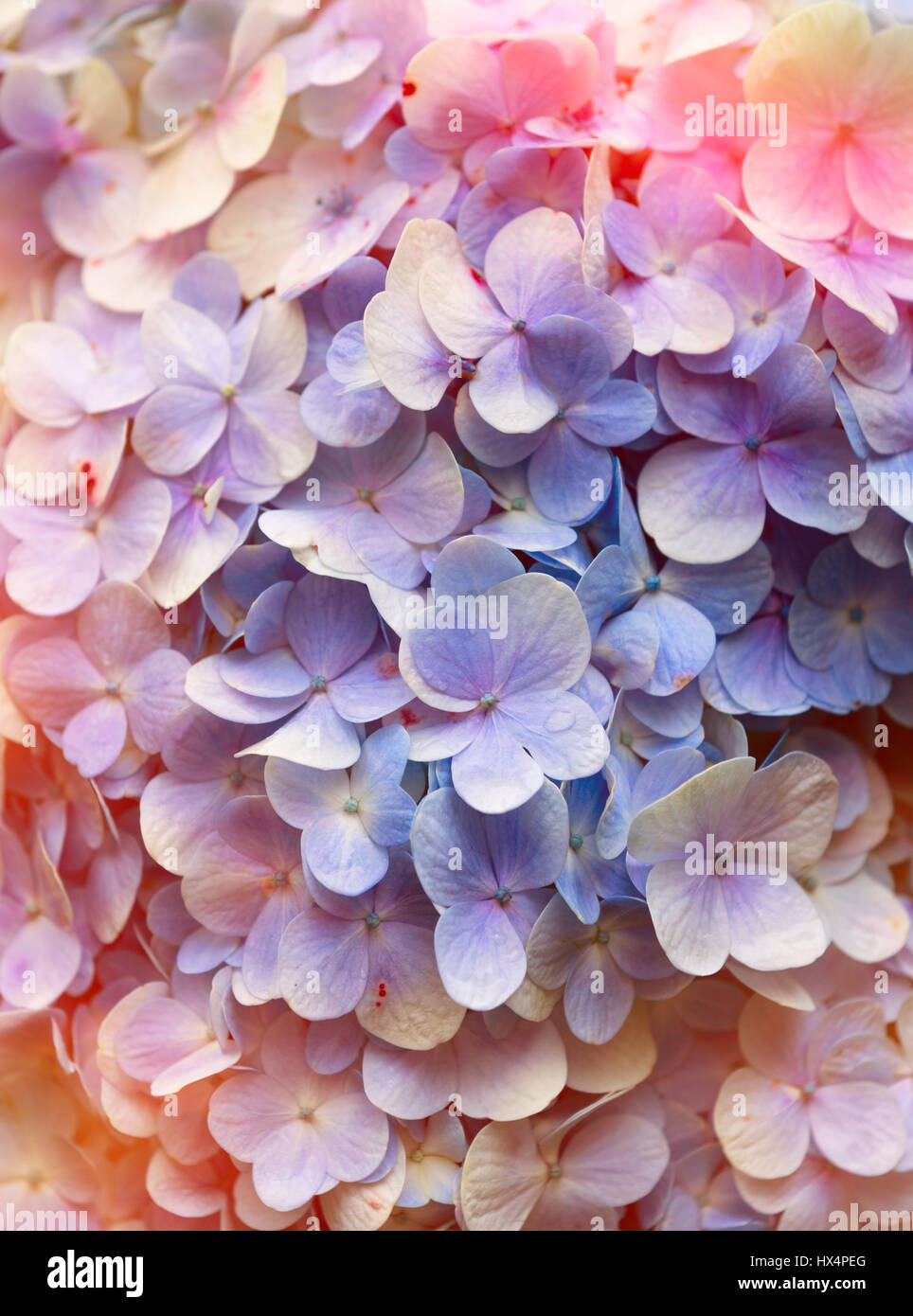 Hydrangea. Hydrangea Viburnum macrocephalum, shallow depth of field and selective focus Stock Photo