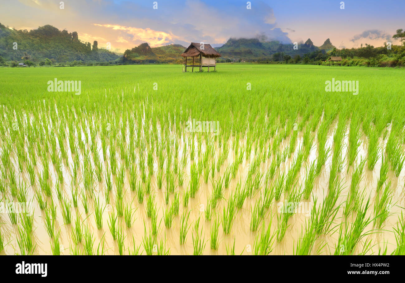 green view of rice fields at asian countryside in the morning lighting Stock Photo