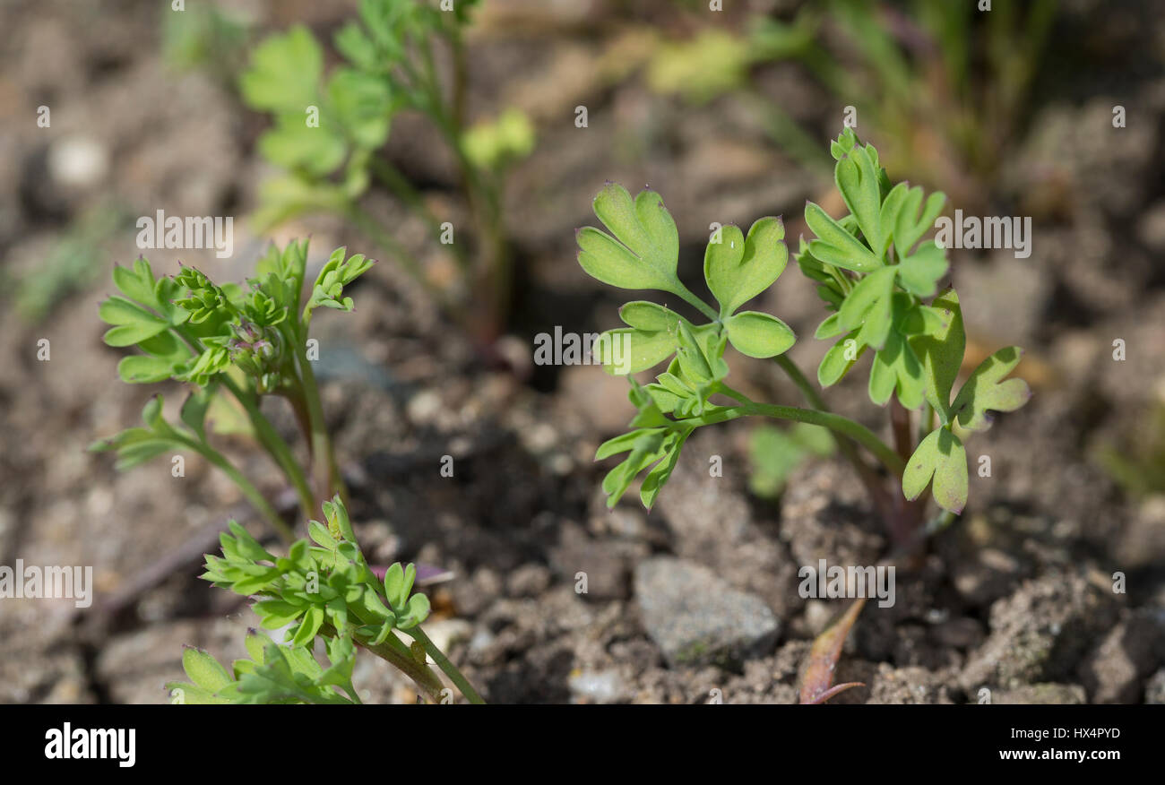 Gewöhnlicher Erdrauch, Blatt, Blätter, Jungpflanze, Fumaria officinalis, Common Fumitory, Fumeterre Stock Photo