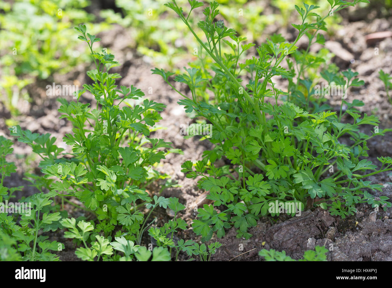 Gewöhnlicher Erdrauch, Blatt, Blätter, Jungpflanze, Fumaria officinalis, Common Fumitory, Fumeterre Stock Photo