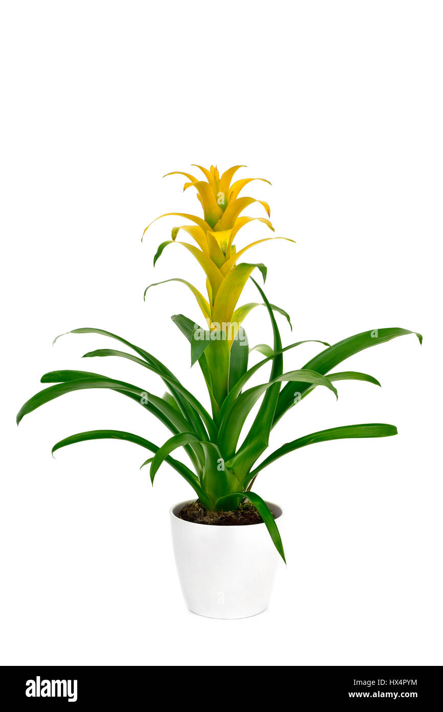 a yellow Bromeliad Guzmania plant in a white ceramic plant pot, on a white background Stock Photo