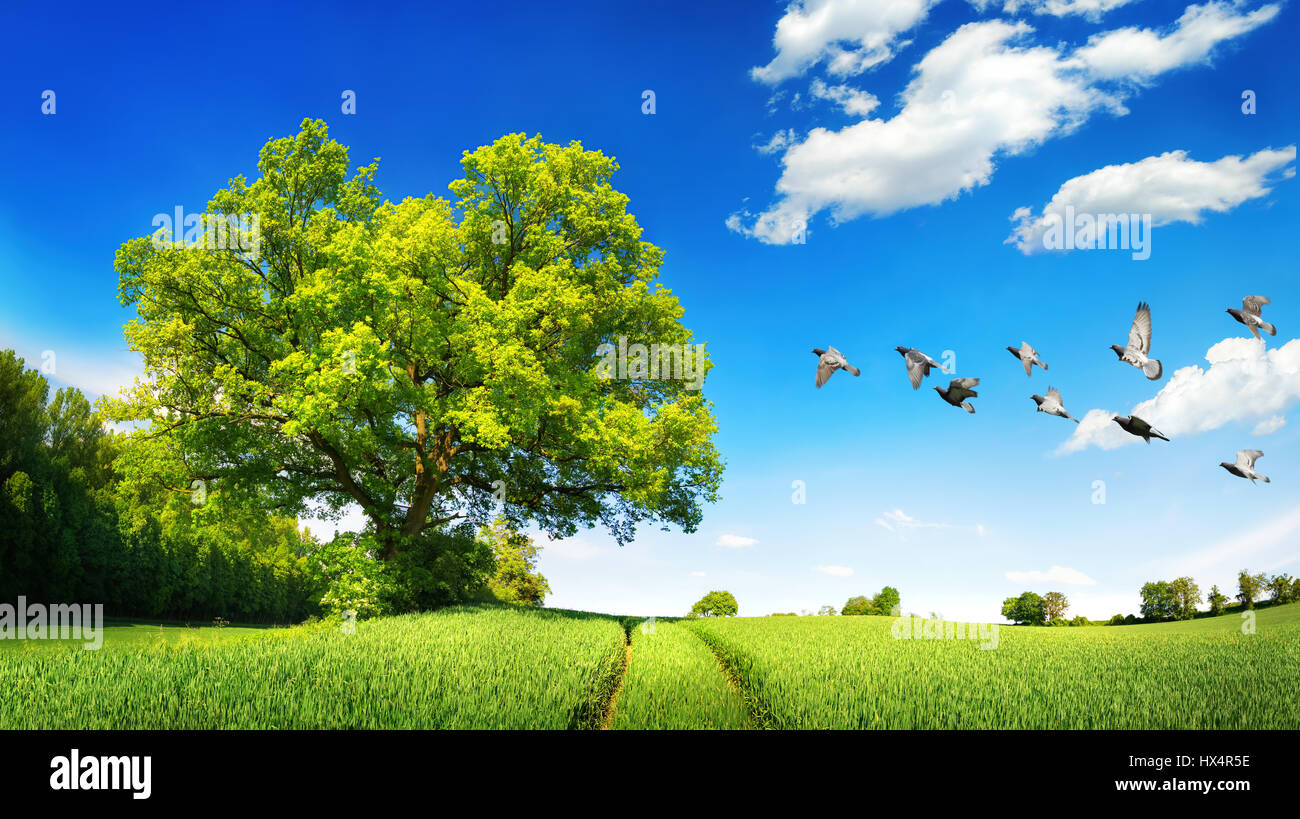 Large oak tree on a green field, a sunny scene with deep blue sky and white clouds, flying birds and tracks leading to the horizon Stock Photo