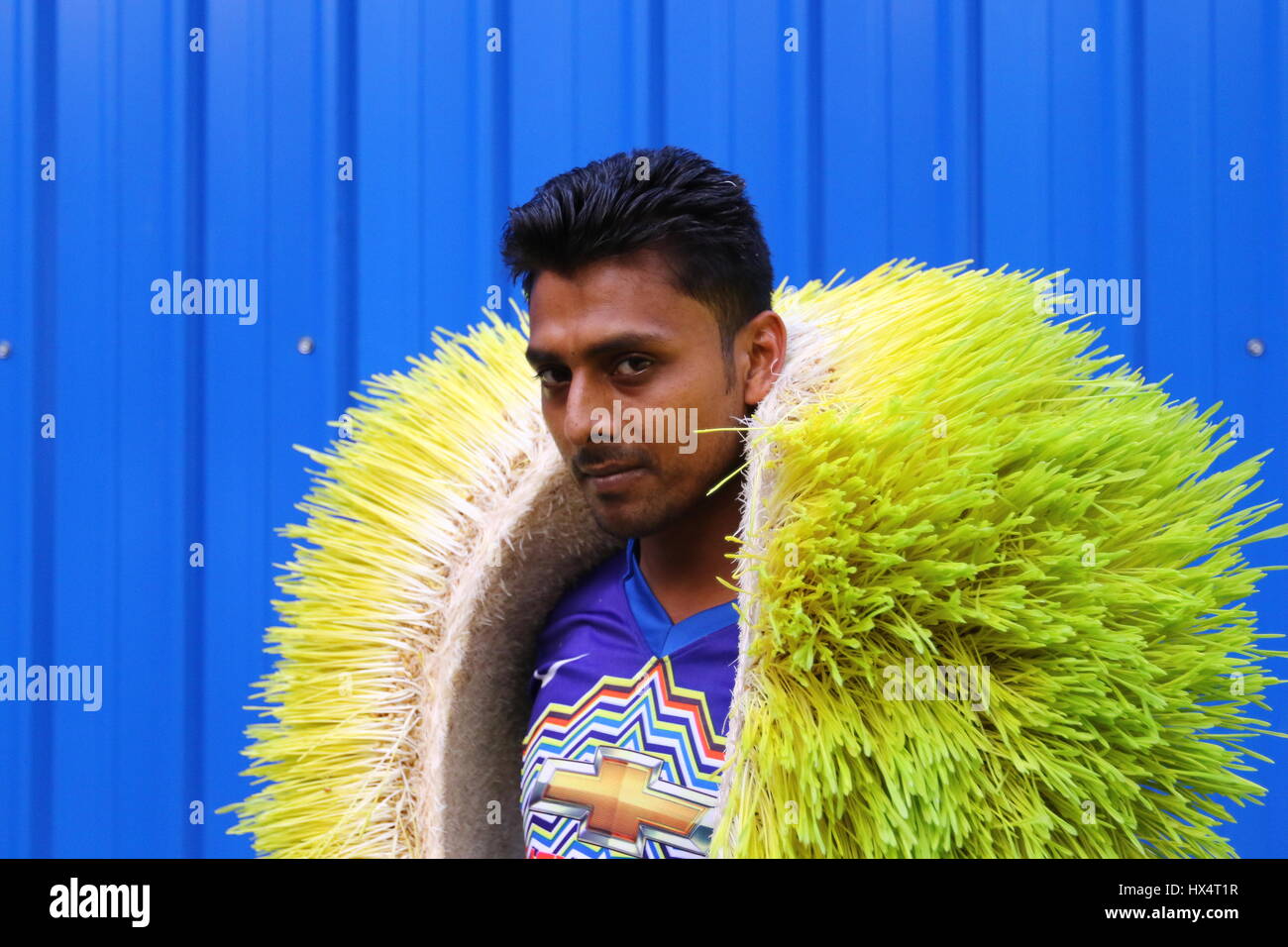 Fodder Worker Dhaka 23 march 2017. A worker displays hydroponic fodder on the ...