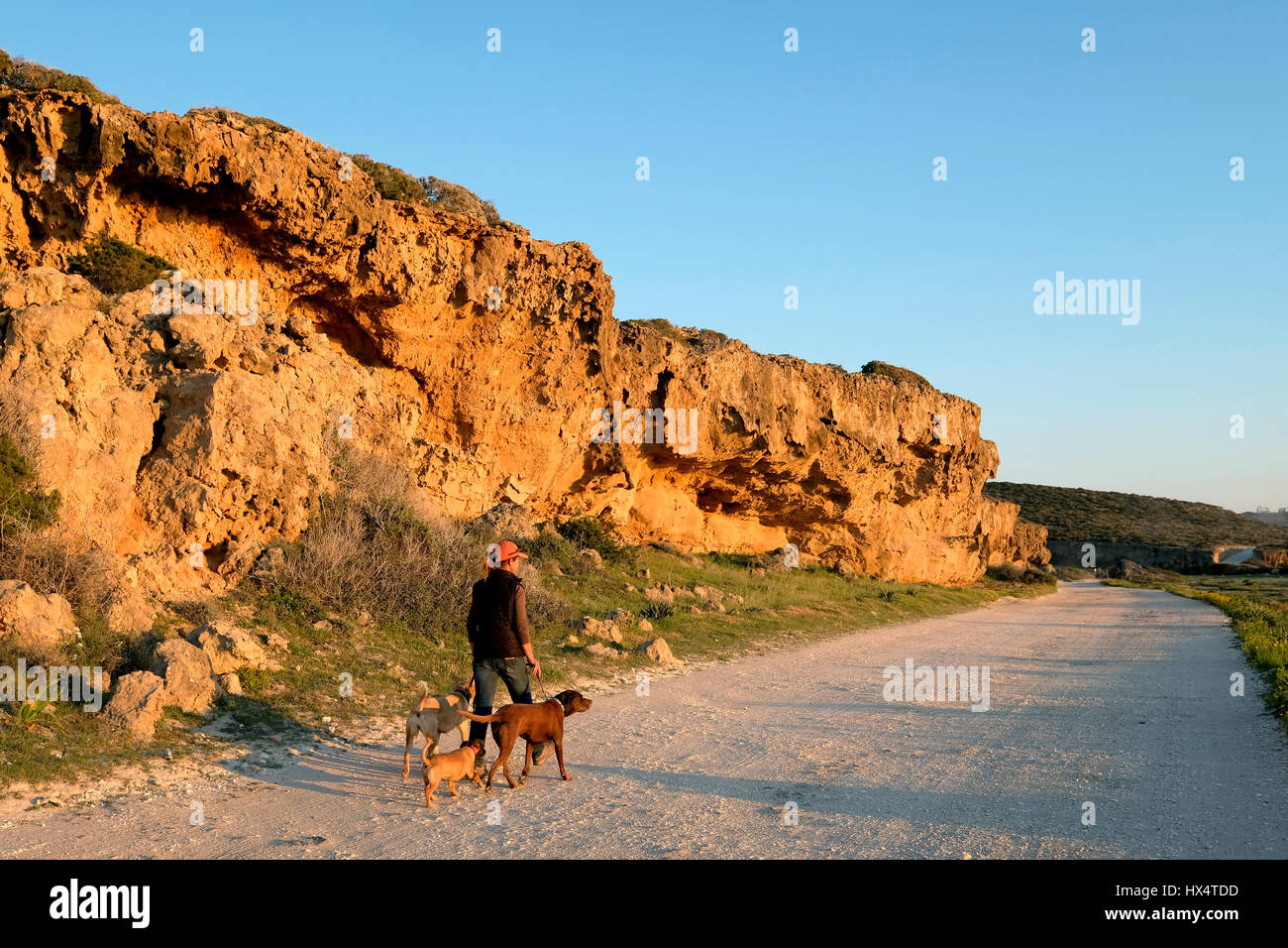 A woman alone walking dogs on the road to the Akamas Peninsula, Paphos region, Cyprus Stock Photo