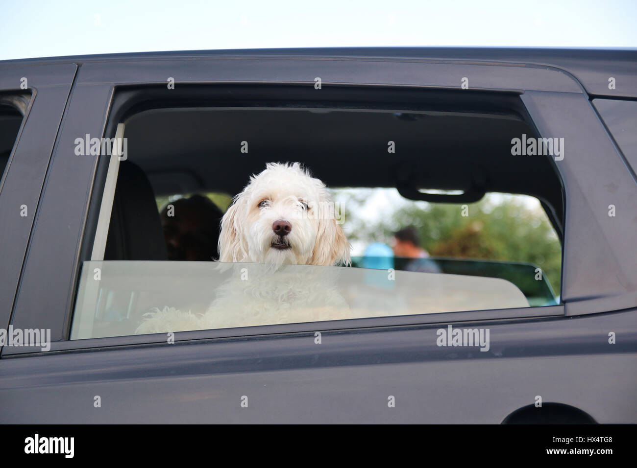 Young dog looking out the car window Stock Photo Alamy