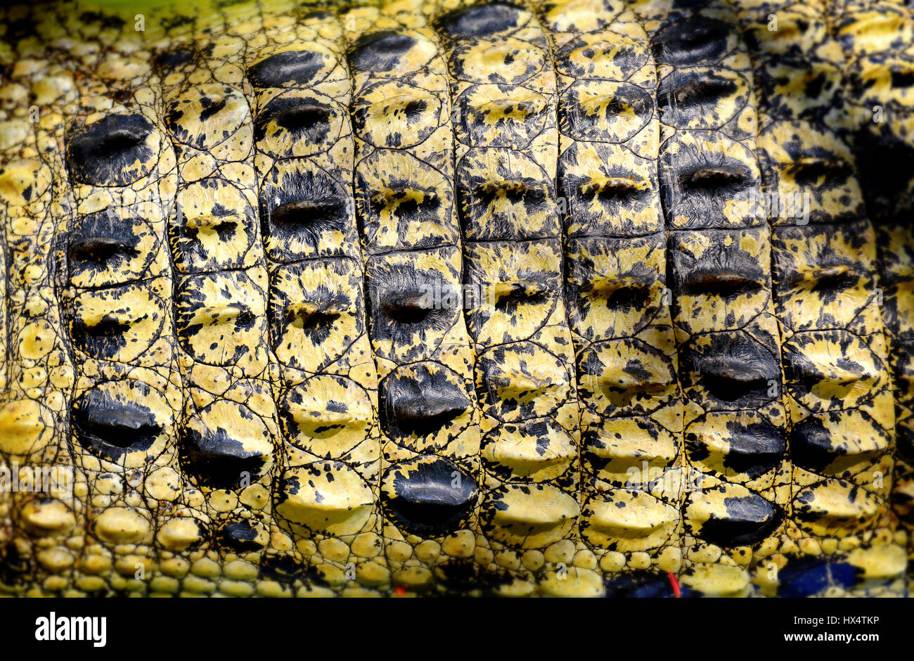 The crocodile's skin in zoo and farm for tour in Thailand, photo in