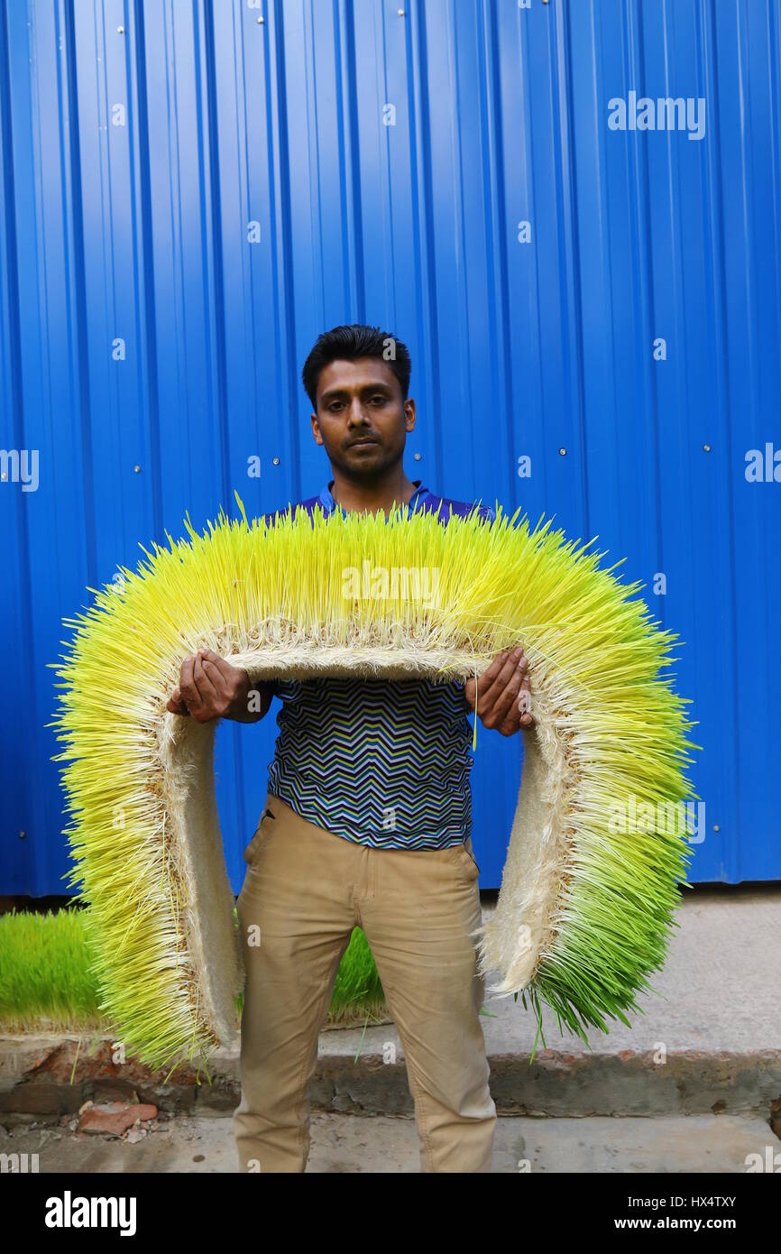 Fodder Worker Dhaka 23 march 2017. A worker displays hydroponic fodder on the ...