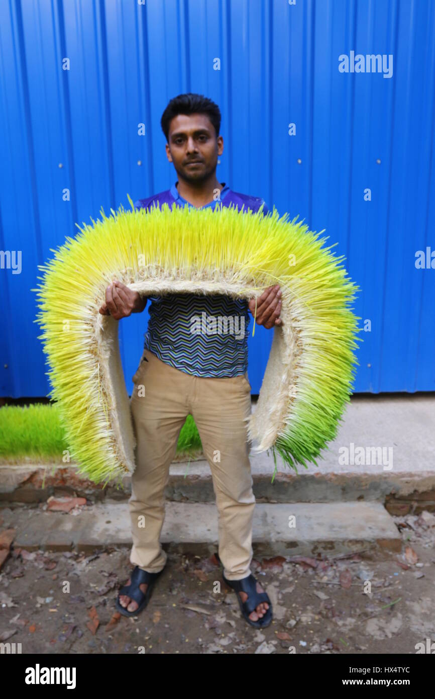 Fodder Worker Dhaka 23 march 2017. A worker displays hydroponic fodder on the ...