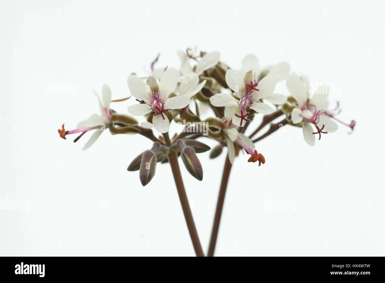 Pelargonium carnosum Stock Photo
