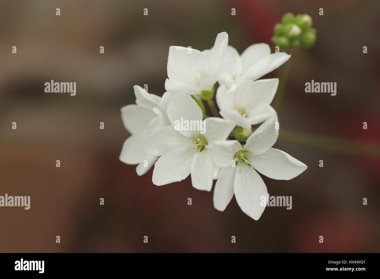 Pelargonium cotyledonis Stock Photo