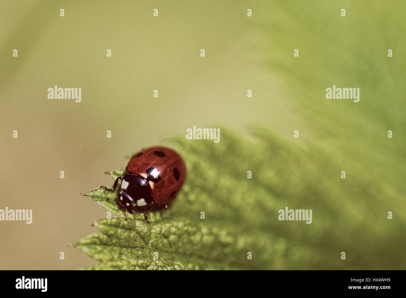 Ladybug © Pawel M. Mikucki Stock Photo