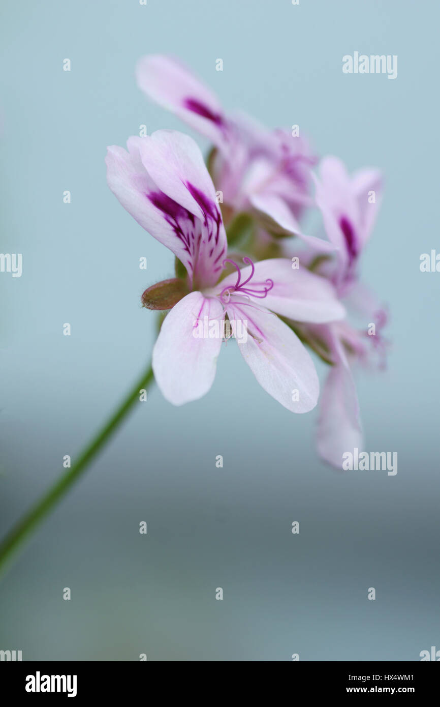 Pelargonium denticulatum Stock Photo