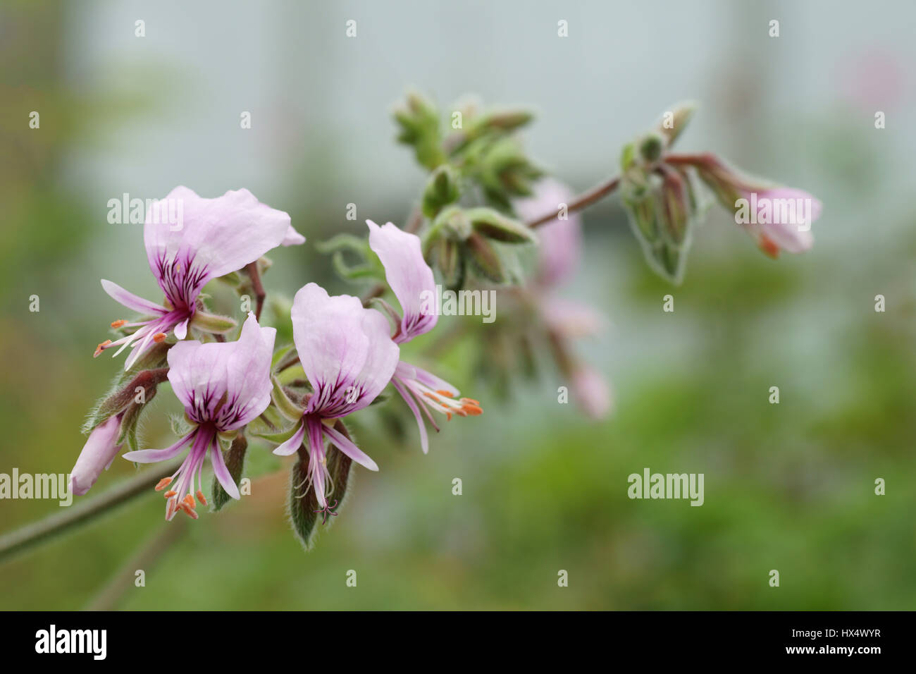 Pelargonium hispidum Stock Photo