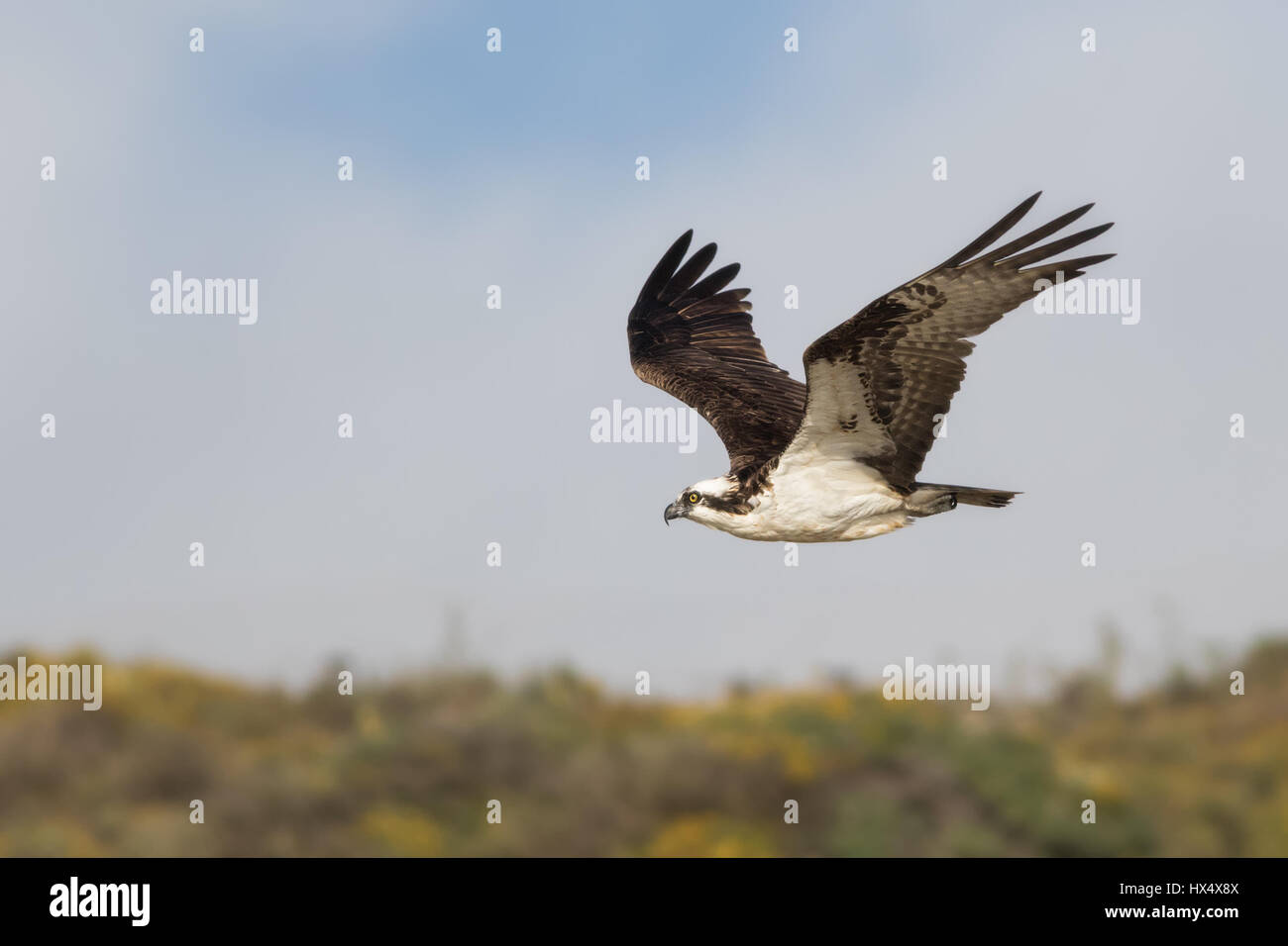 An osprey cruises over the Northern California dunes on a lazy summer July evening. Osprey are master fisherman superior even to the sea eagles. Stock Photo