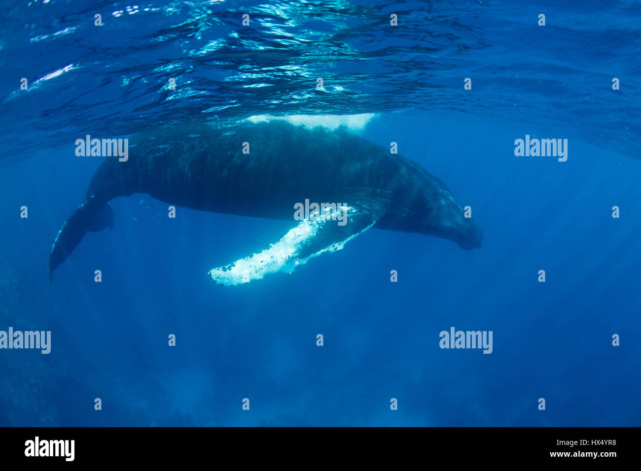 Megaptera Humpback whales (Megaptera novaeangliae) swim in the Caribbean Sea ...