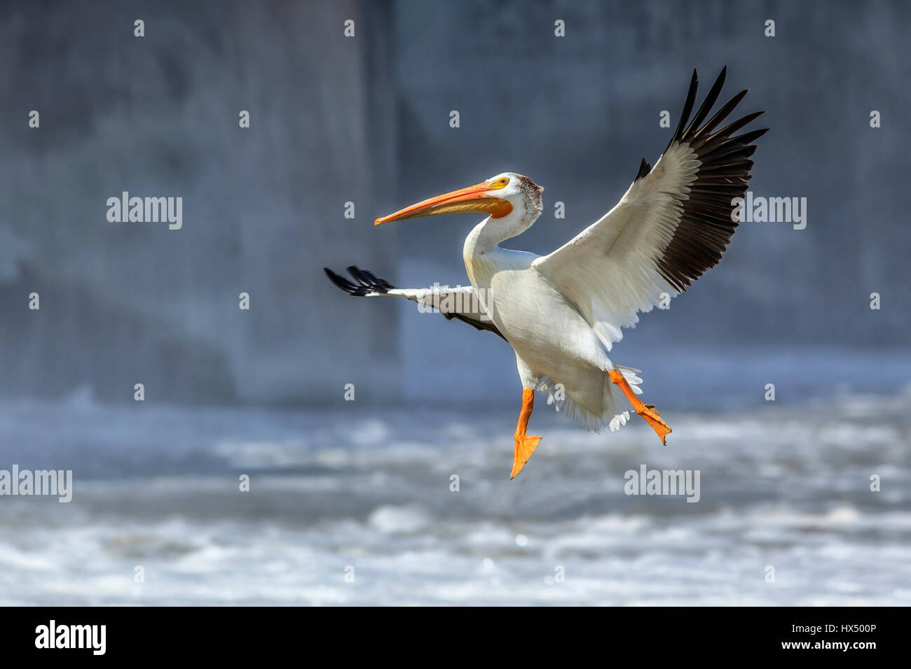 American White Pelican in flight over the Red River, Lockport, Manitoba, Canada. Stock Photo