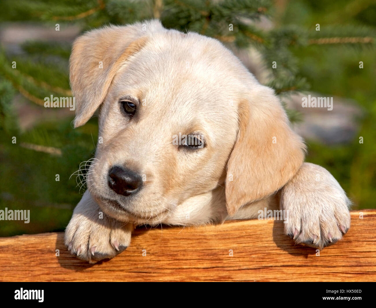 Cute Yellow Labrador Retriever puppy looking from behind a wood board. Stock Photo