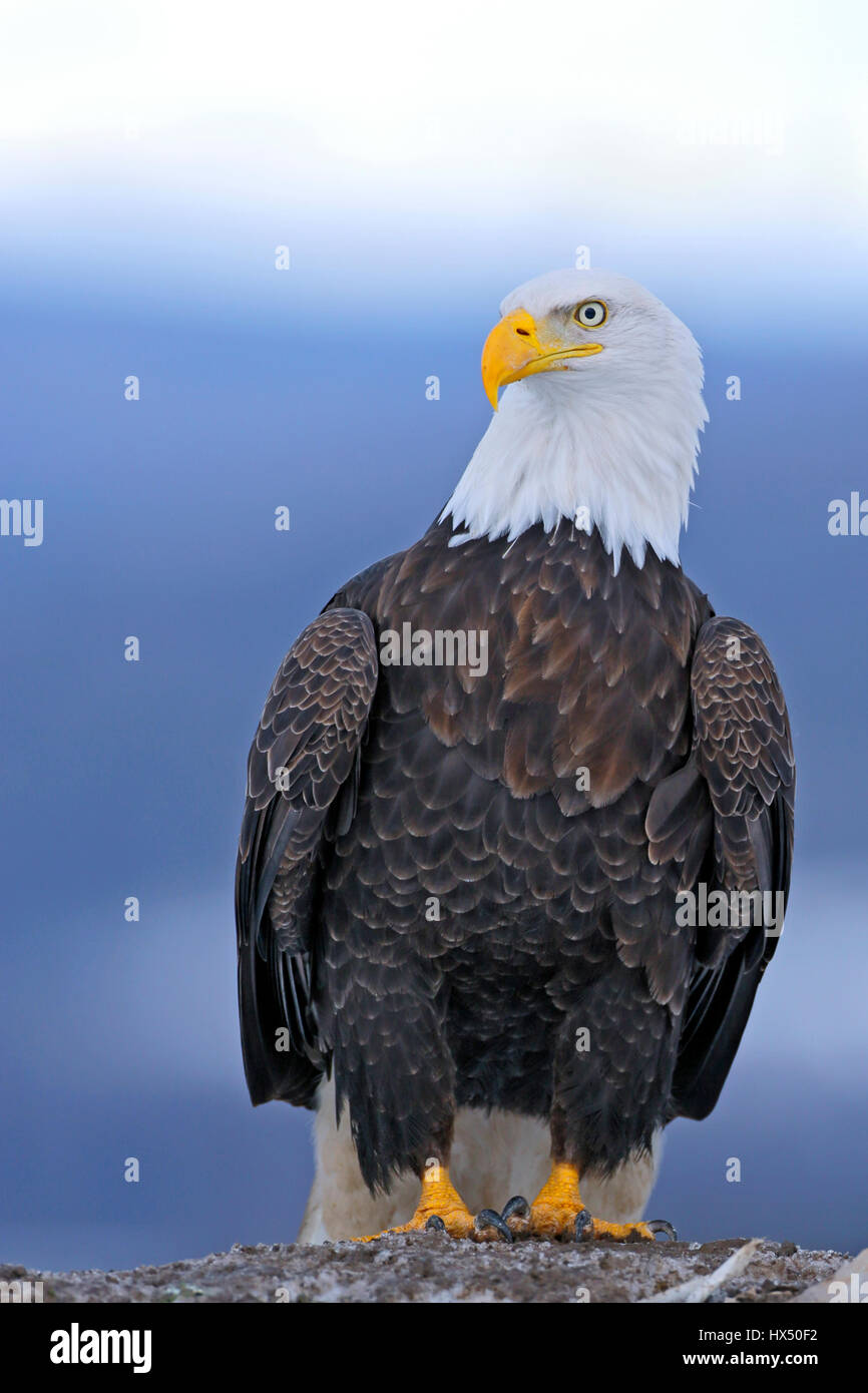 Portrait of mature Bald eagle sitting on the ground, looking alert