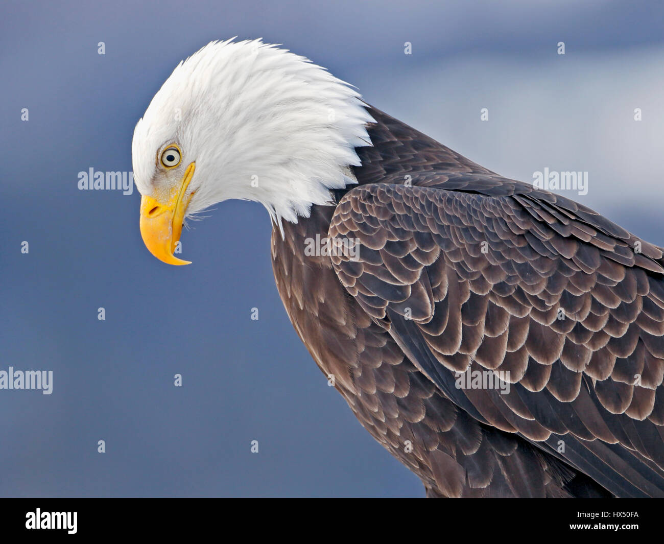 Close up Head shot of mature Bald Eagle watching. Stock Photo