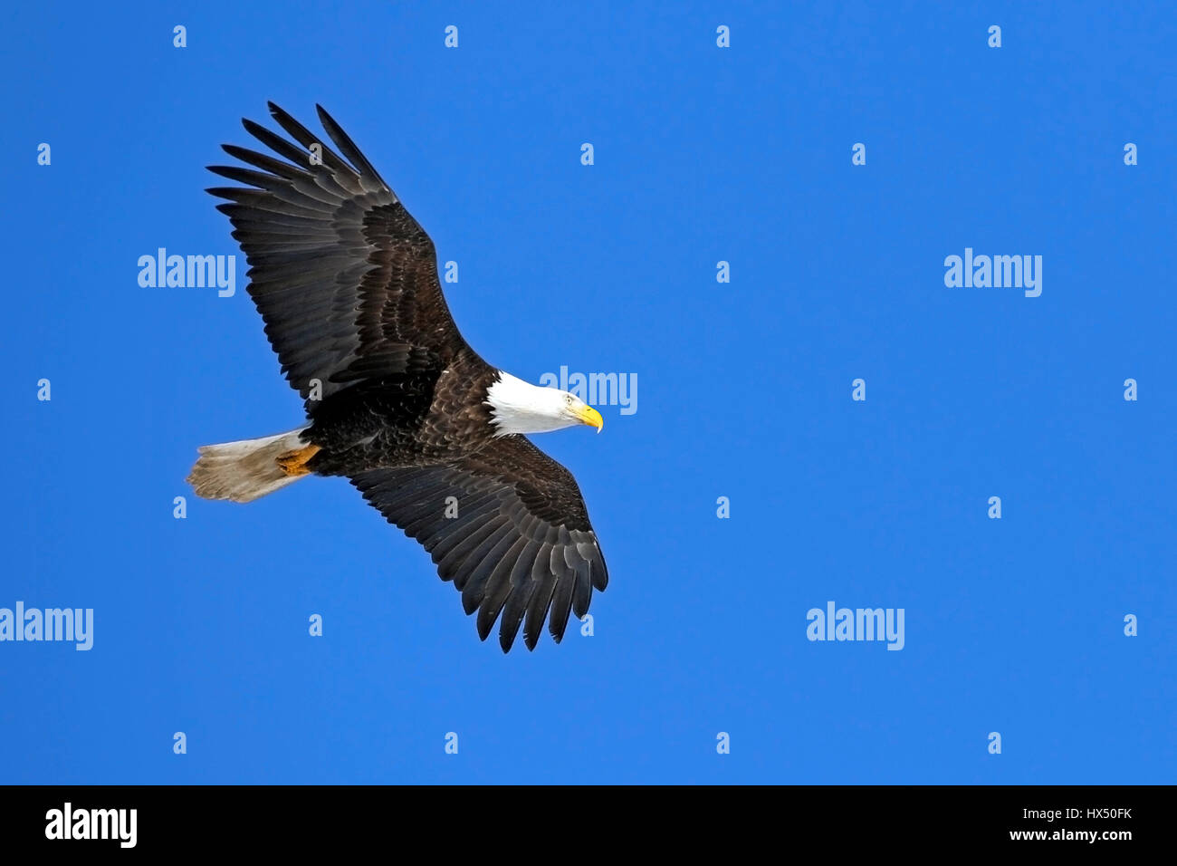 Bald Eagle in flight, soaring in blue sky Stock Photo