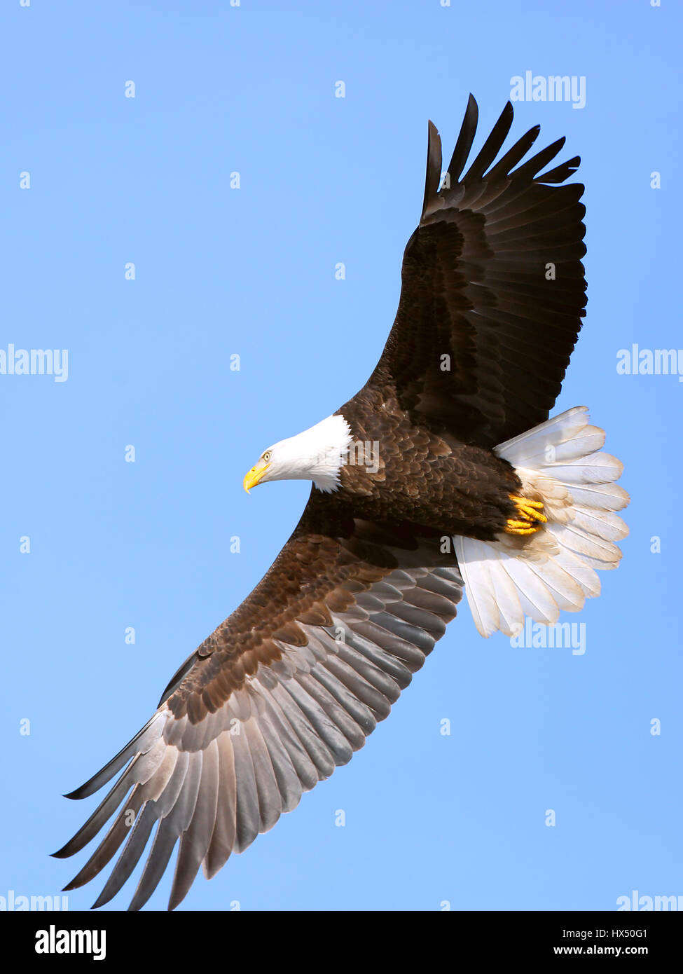 Close up of mature Bald eagle soaring in blue sky Stock Photo