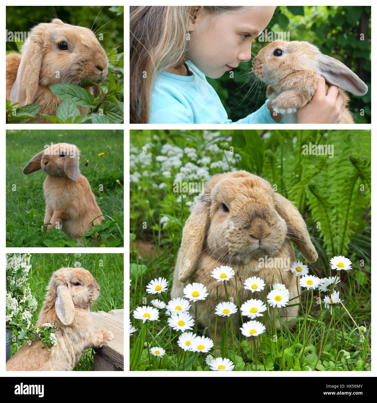Collage with a dwarf rabbit Stock Photo
