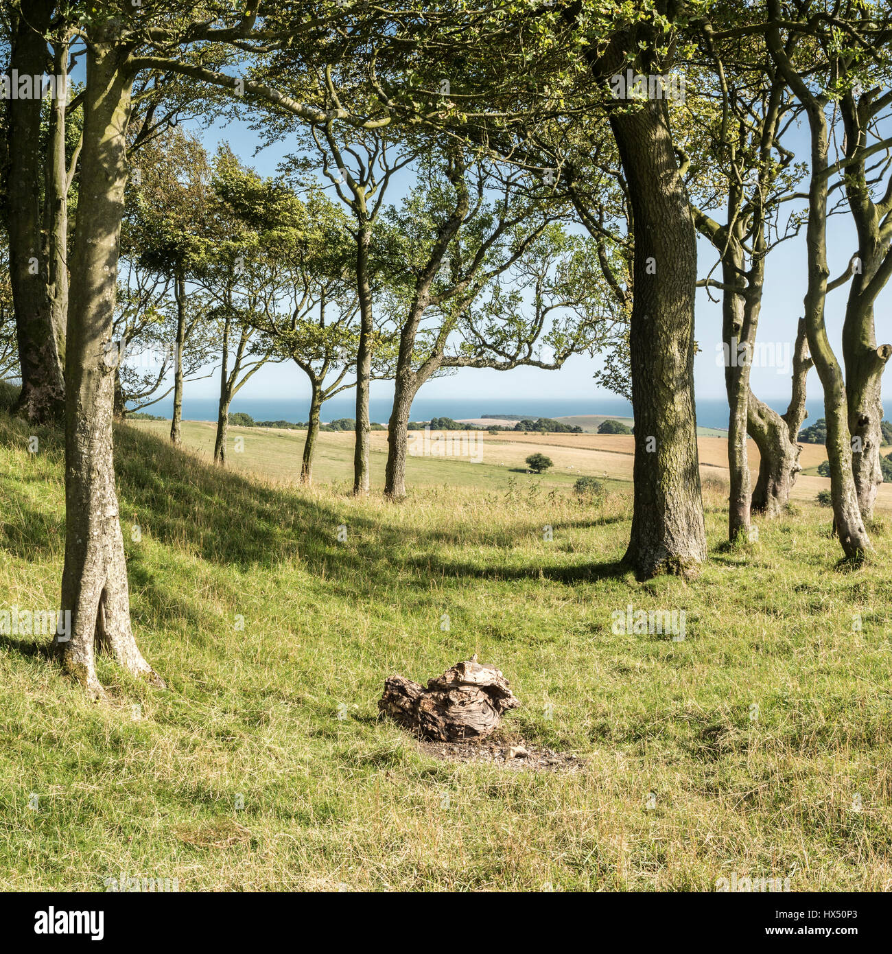 Chanctonbury Ring, South Downs National Park, West Sussex, England, UK. Stock Photo
