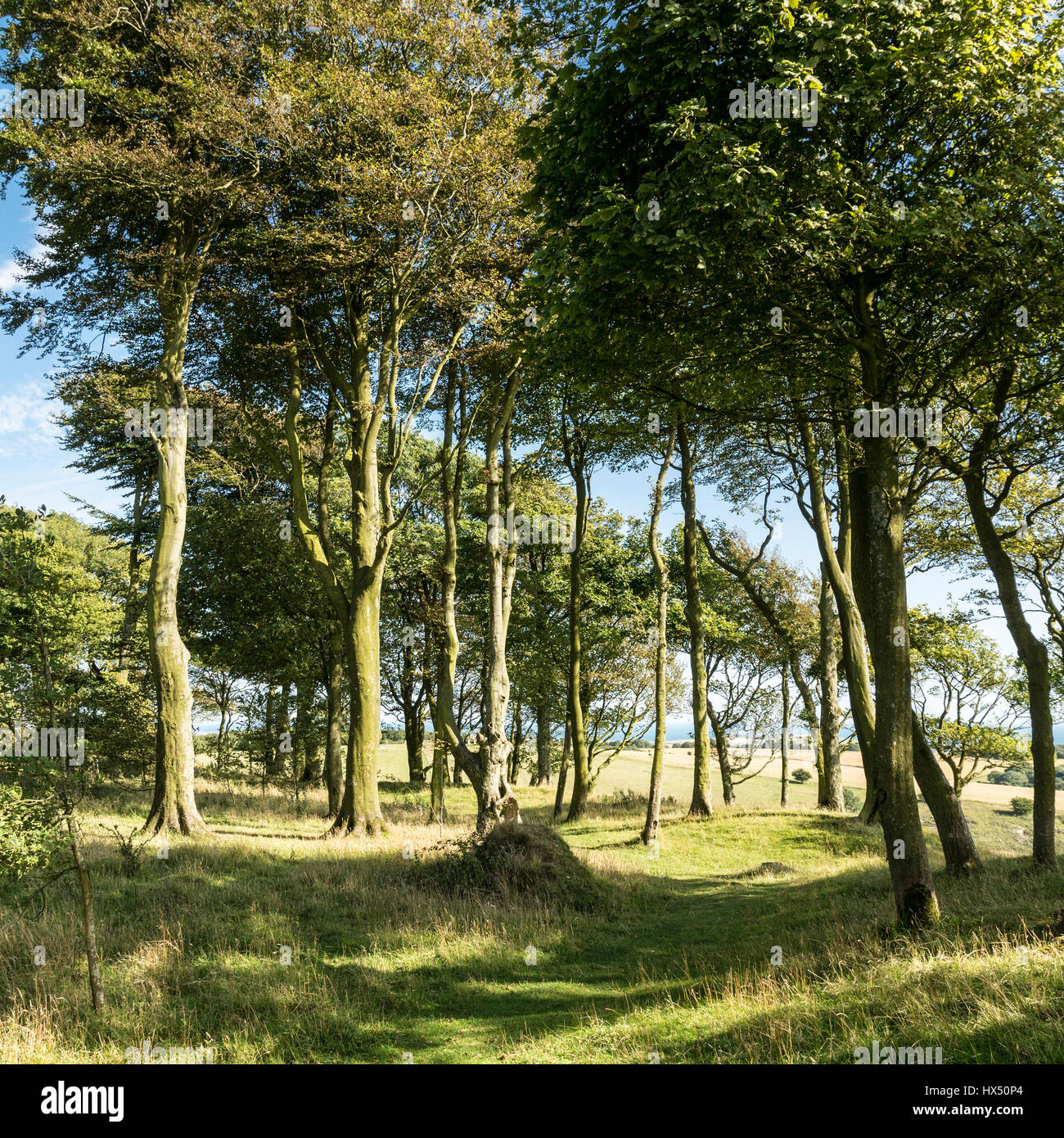 Chanctonbury Ring, South Downs National Park, West Sussex, England, UK. Stock Photo