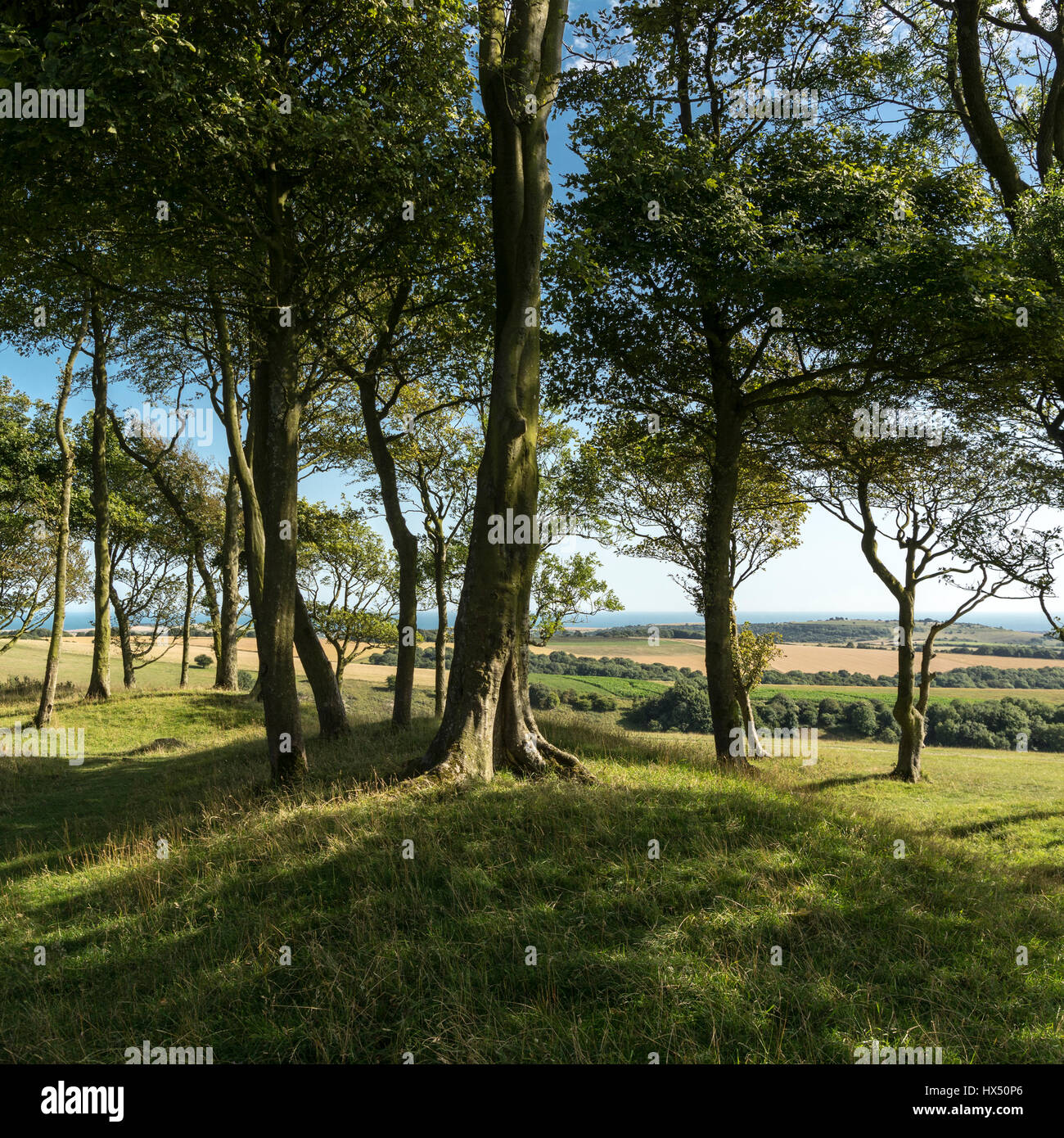 Chanctonbury Ring, South Downs National Park, West Sussex, England, UK. Stock Photo
