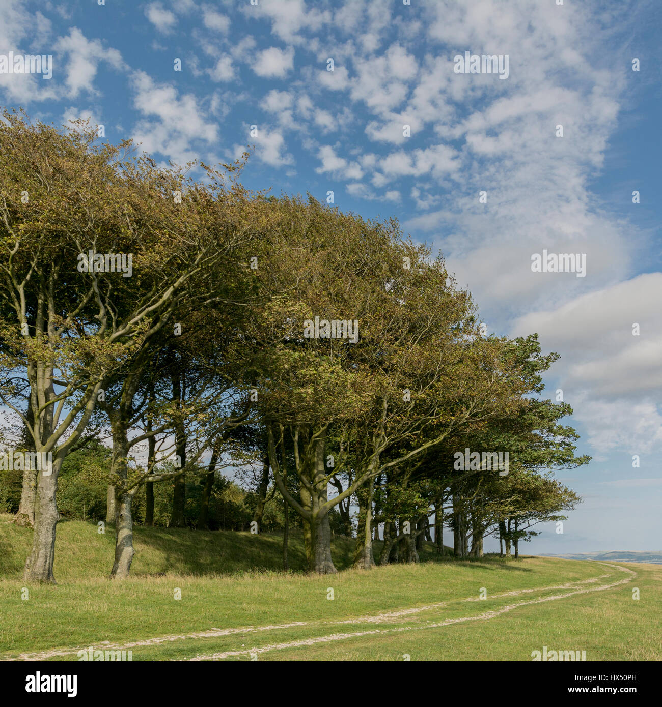 The South Downs Way passing Chanctonbury Ring in the South Downs National Park, West Sussex, England, UK. Stock Photo