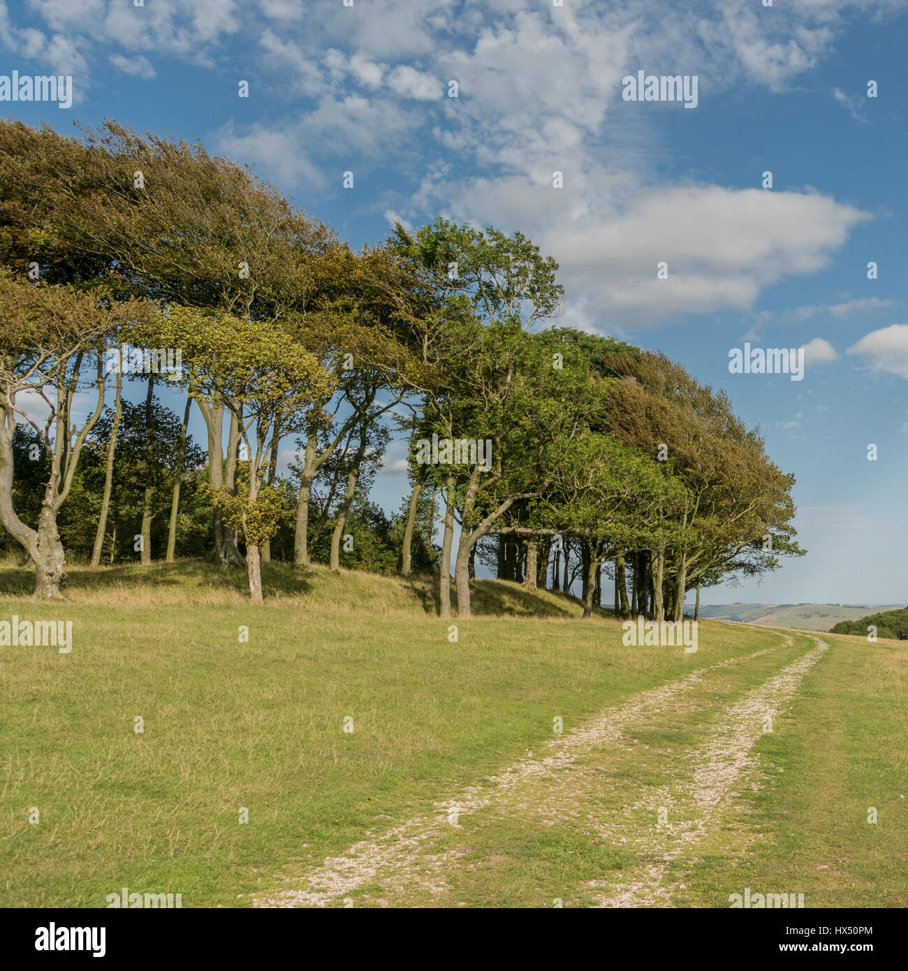 The South Downs Way passing Chanctonbury Ring in the South Downs National Park, West Sussex, England, UK. Stock Photo