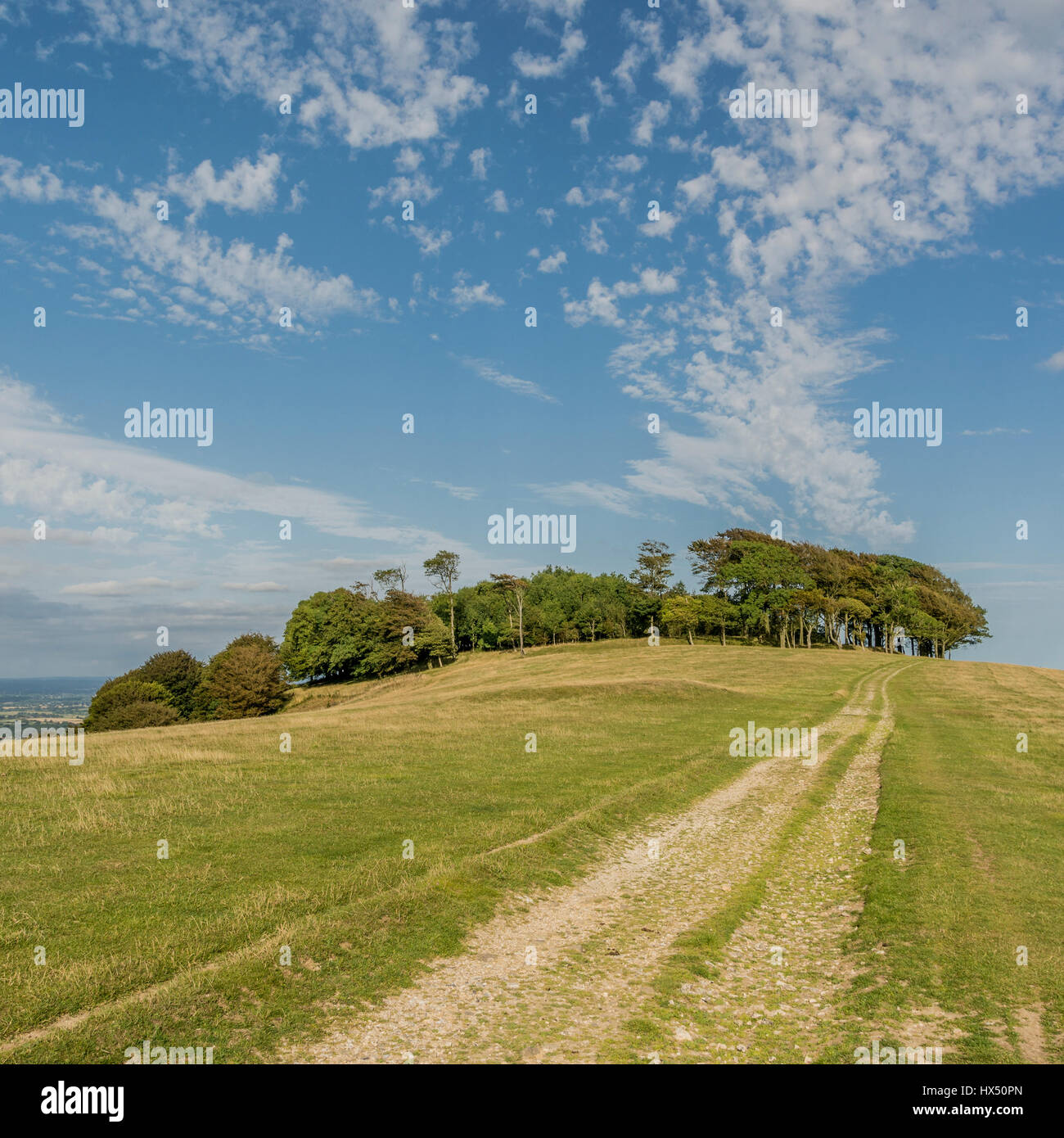 he South Downs Way leading to Chanctonbury Ring in the South Downs National Park, West Sussex, England, UK. Stock Photo