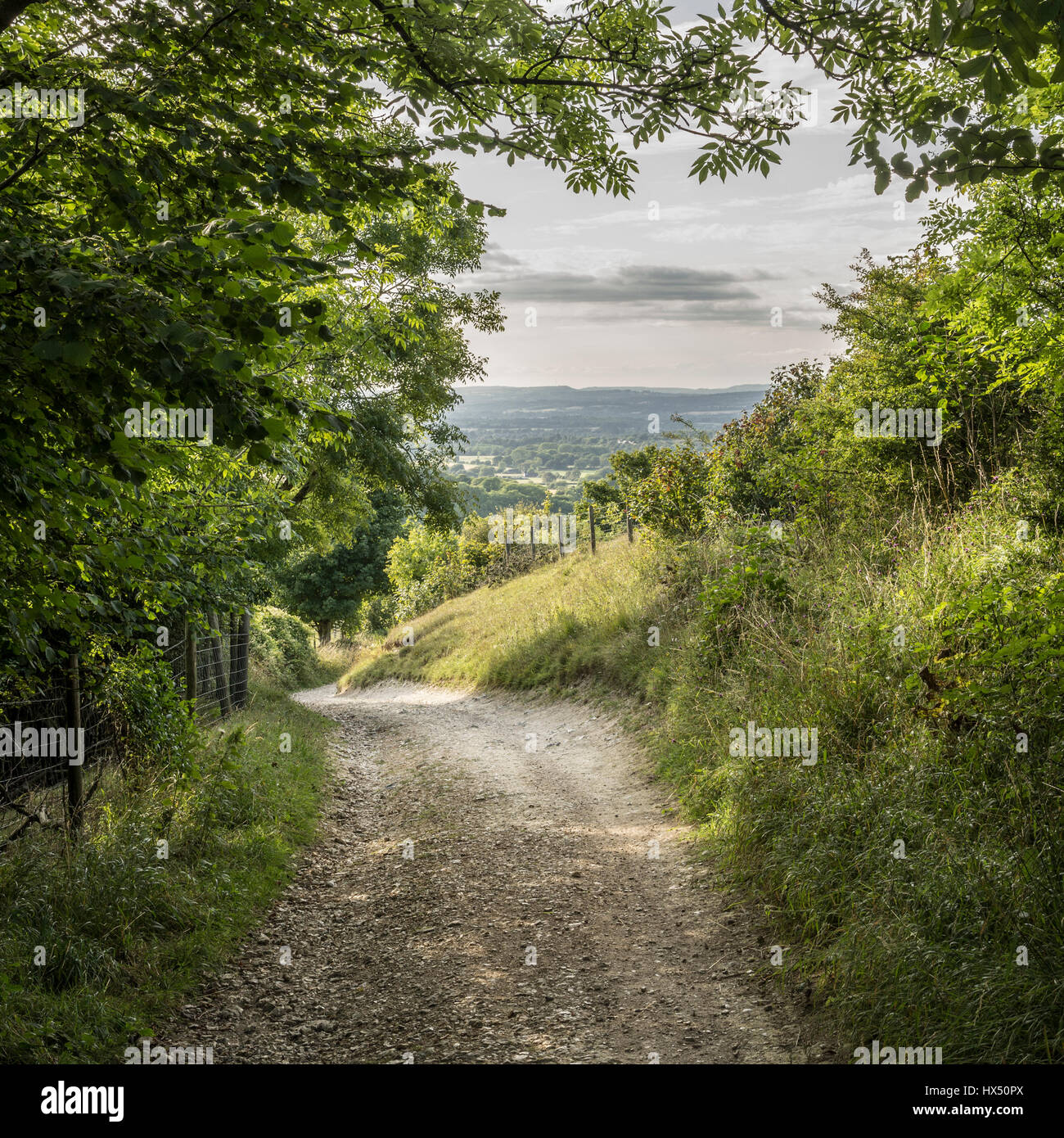 The South Downs Way leading down from Chanctonbury Ring in the South Downs National Park, West Sussex, England, UK. Stock Photo