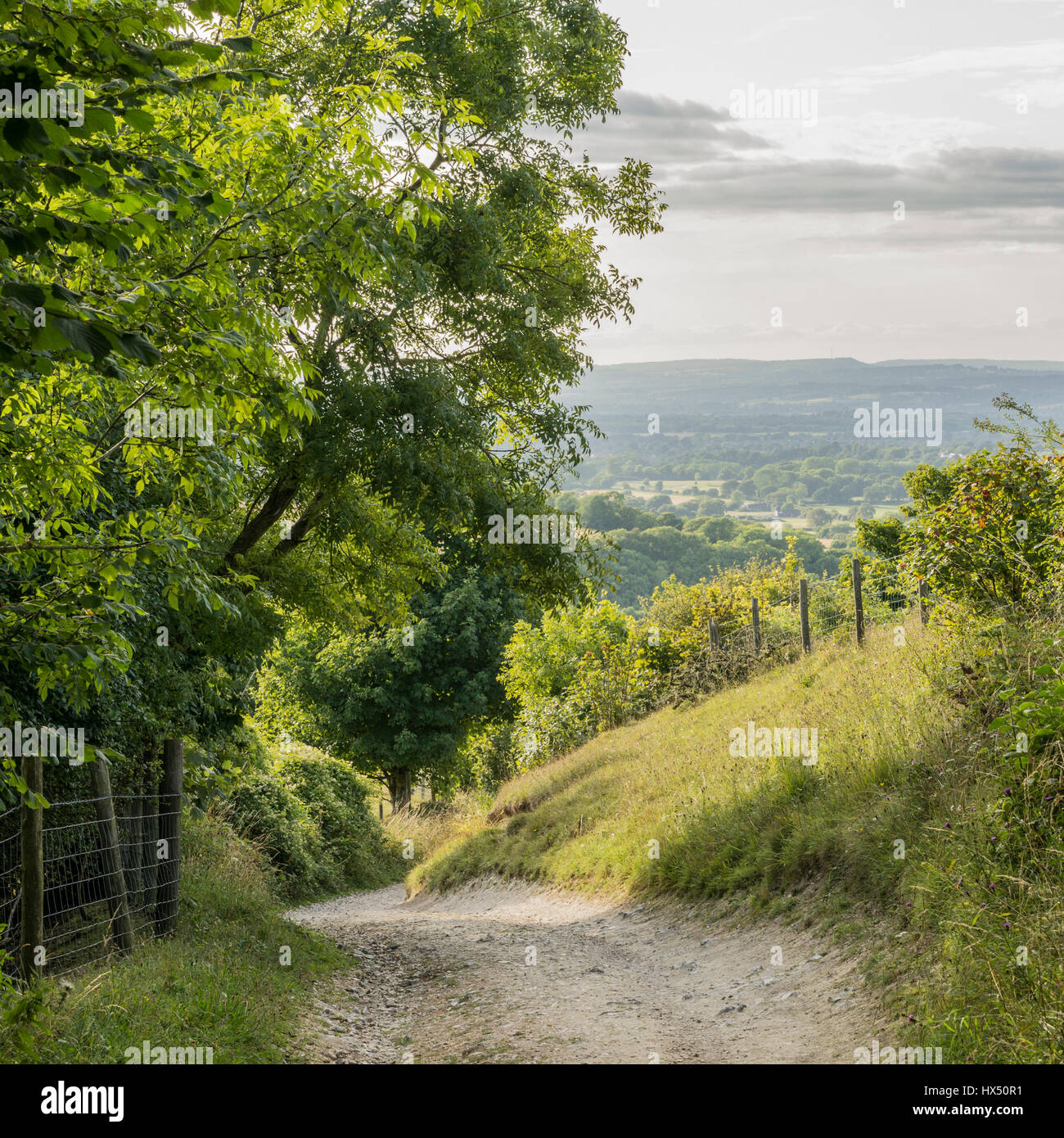 The South Downs Way leading down from Chanctonbury Ring in the South Downs National Park, West Sussex, England, UK. Stock Photo