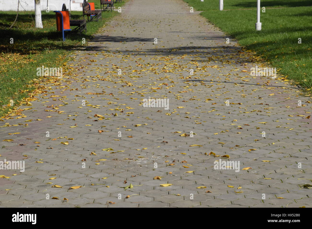 The leaves are yellow on the ground. Autumn leaf fall Stock Photo - Alamy