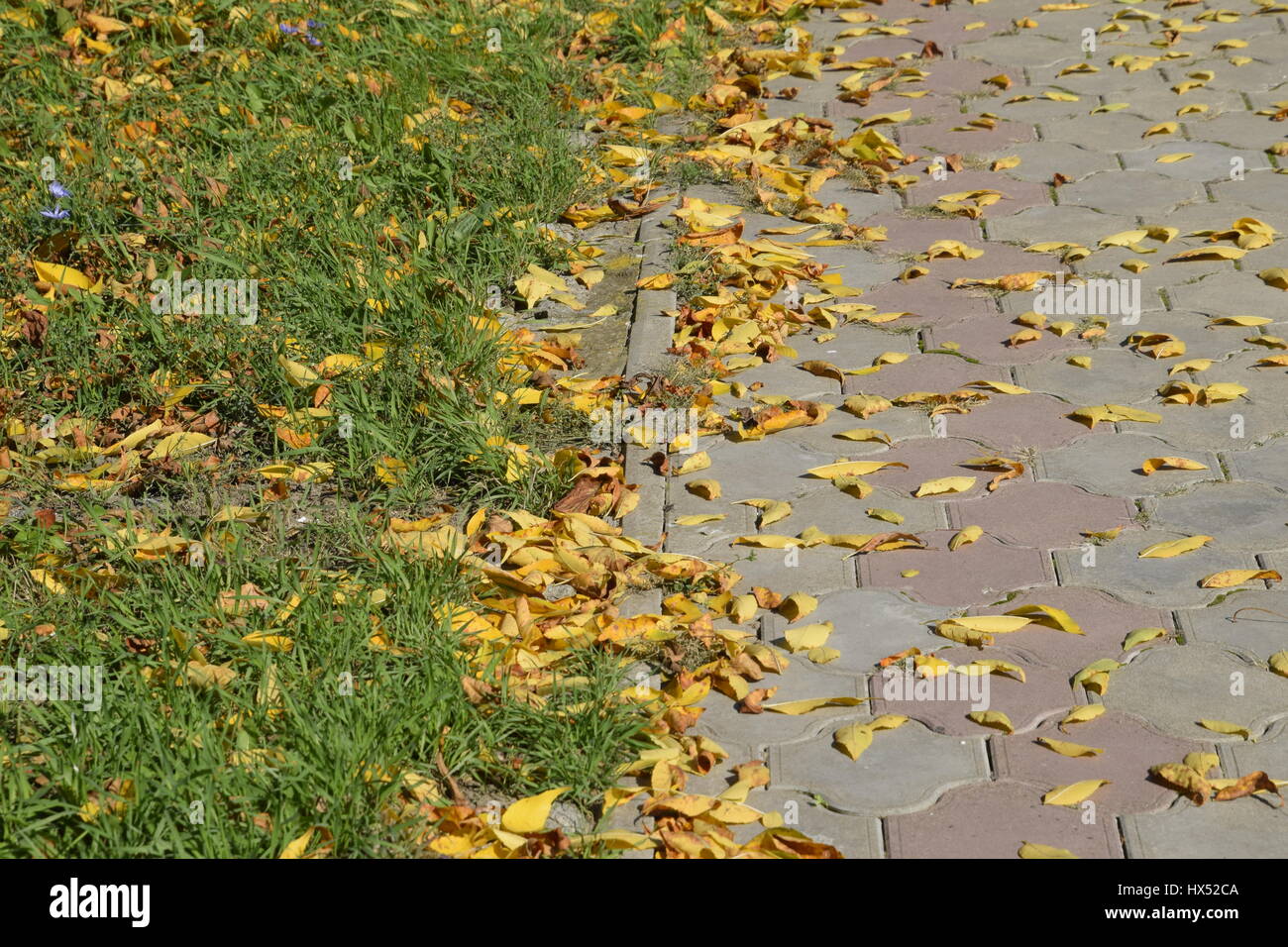 The leaves are yellow on the ground. Autumn leaf fall Stock Photo - Alamy