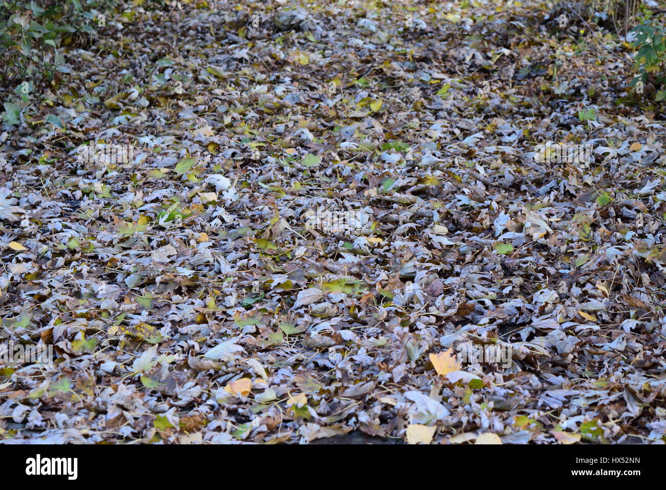 The leaves are yellow on the ground. Autumn leaf fall Stock Photo - Alamy