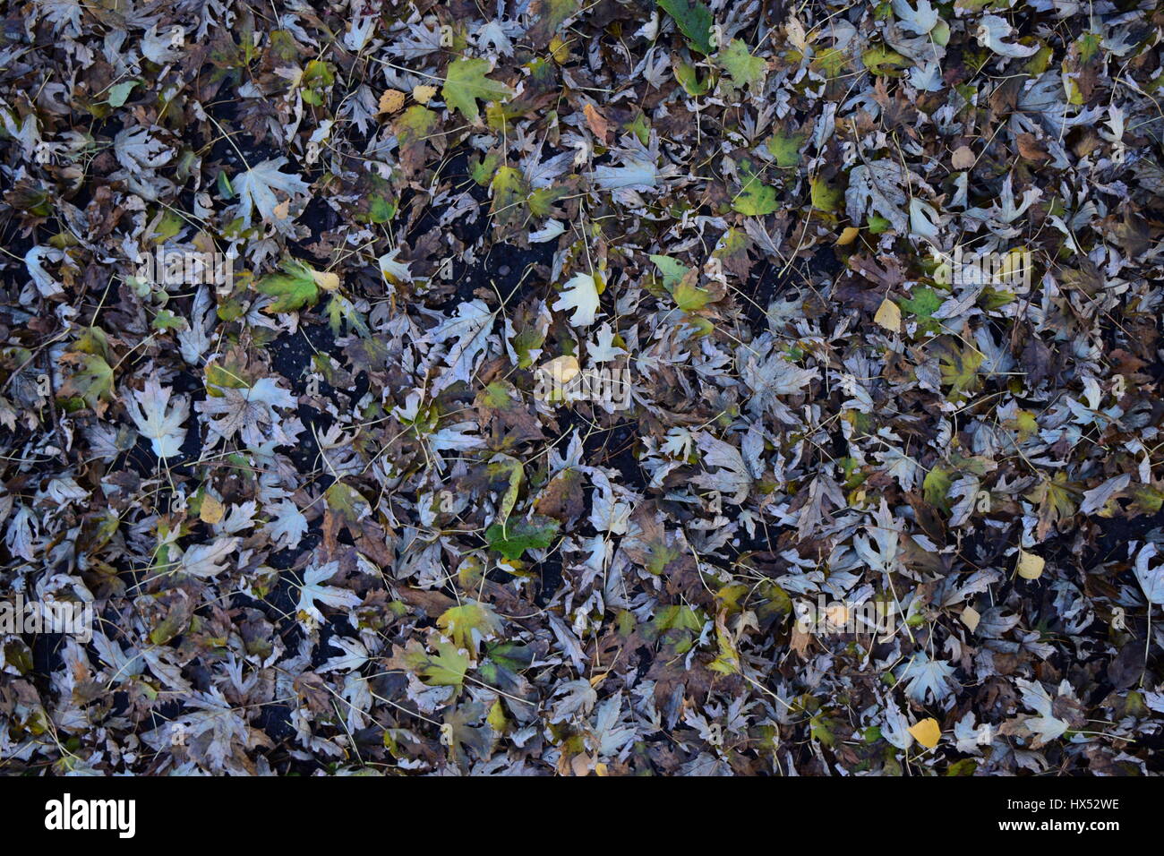 The leaves are yellow on the ground. Autumn leaf fall Stock Photo - Alamy