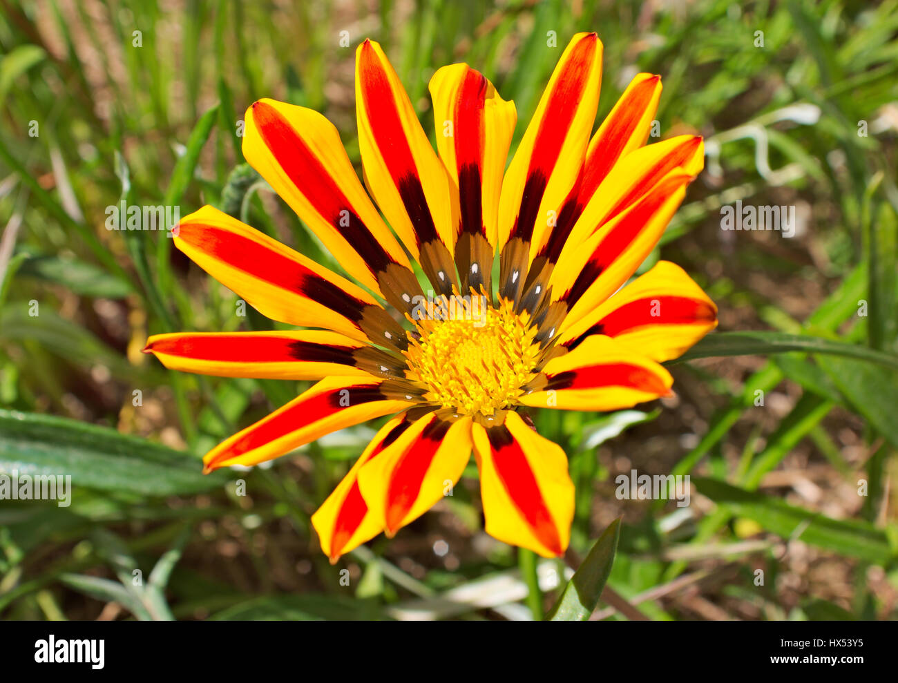 Gazania, true lovers of the sun. Its flowers open at dawn on sunny days