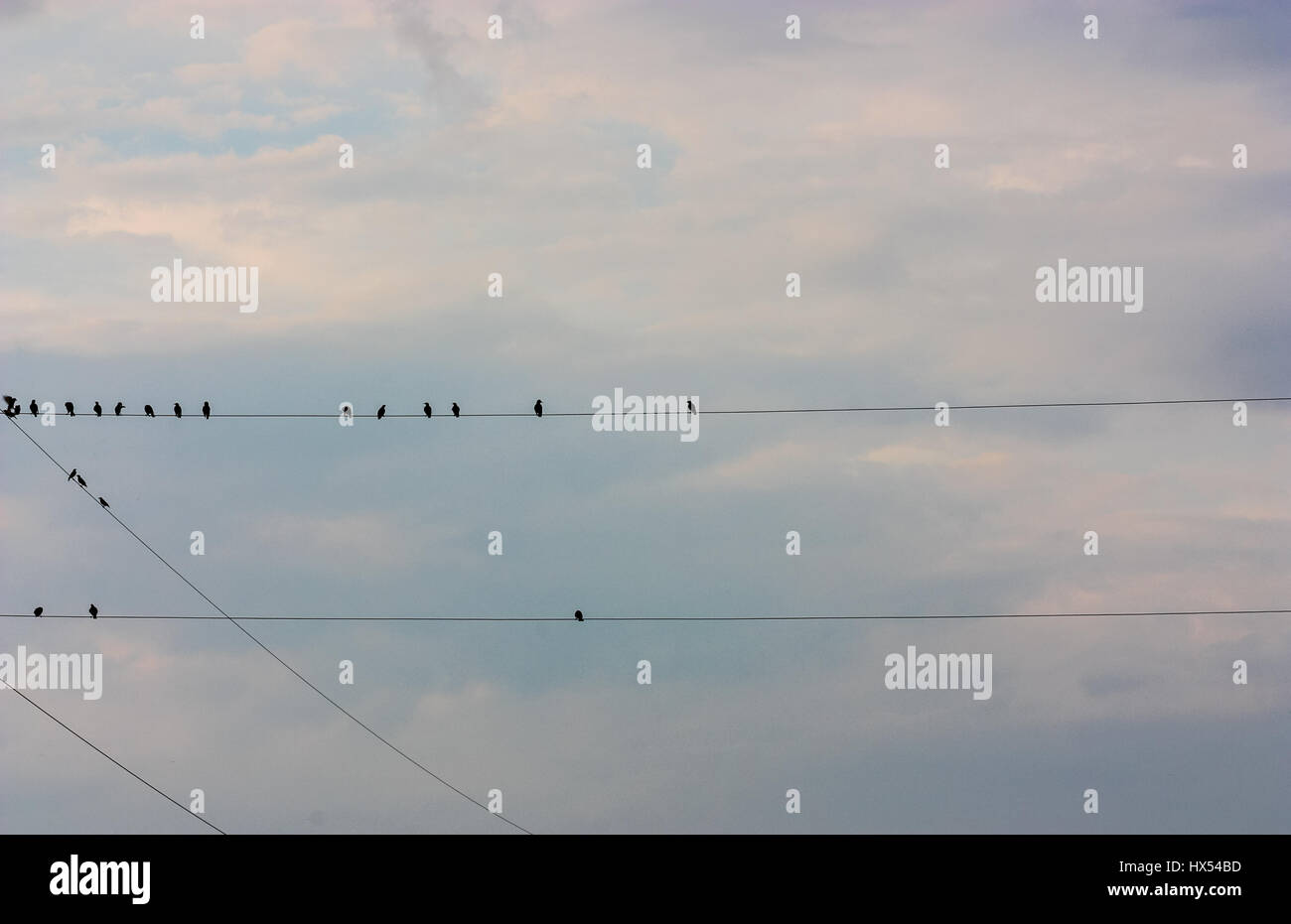 birds flying in the clouds Stock Photo - Alamy