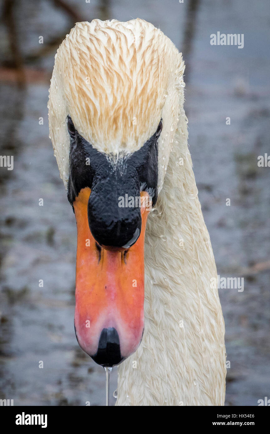 Swan Portrait Stock Photo