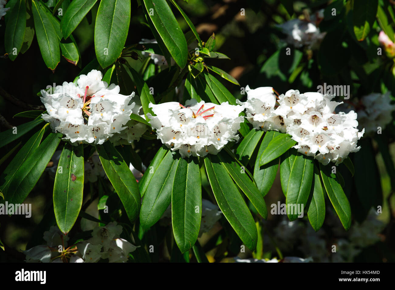 Azalea  flowers in the garden. Rhododendron hybr Roza stevenson Stock Photo