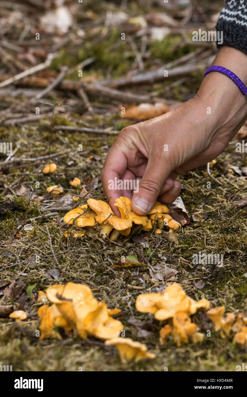 Chanterell mushrooms in the forest floor and a human hand collecting it, vertical Stock Photo