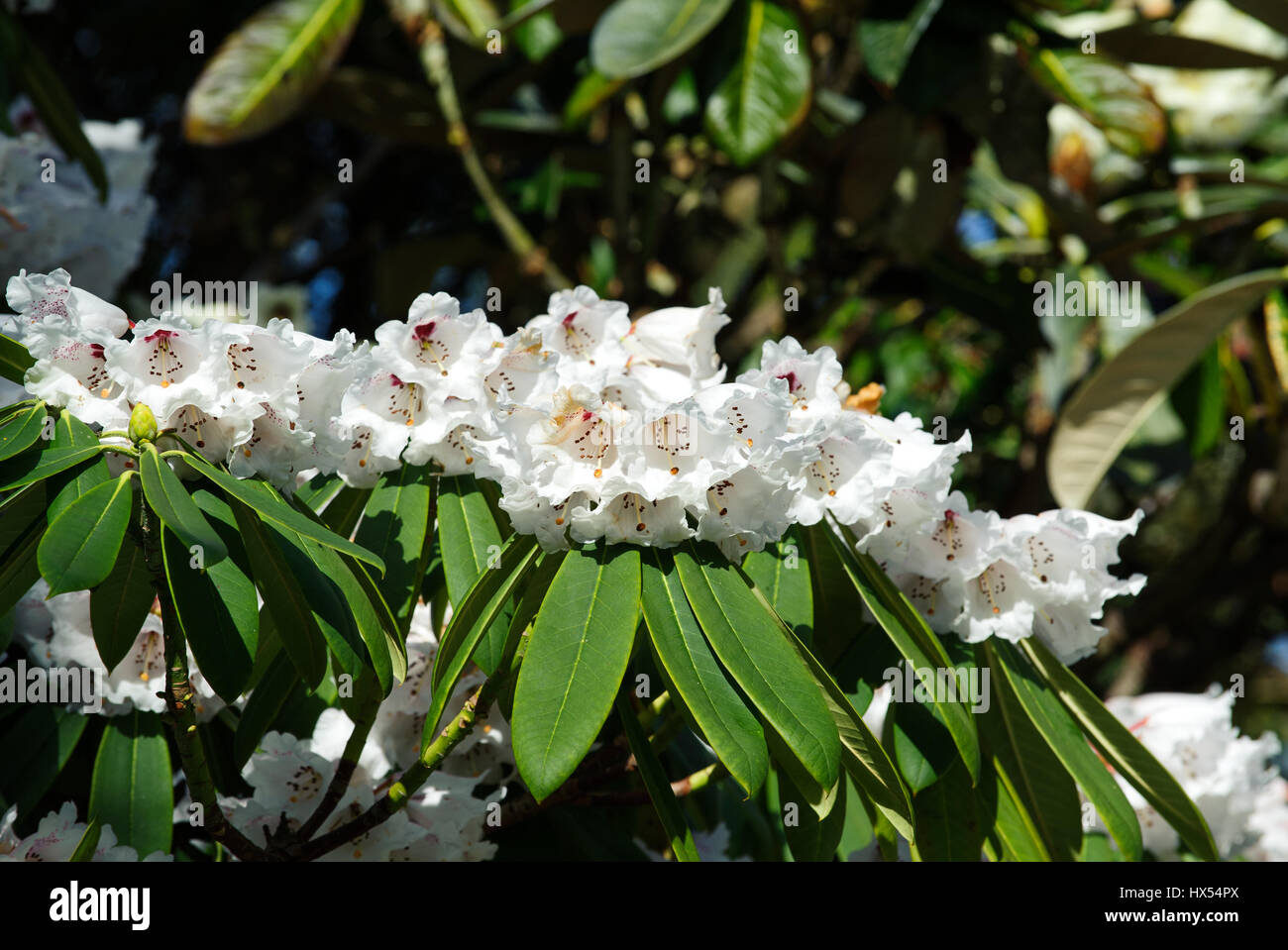 White Azalea  flowers in the garden. Rhododendron hybr Roza stevenson Stock Photo