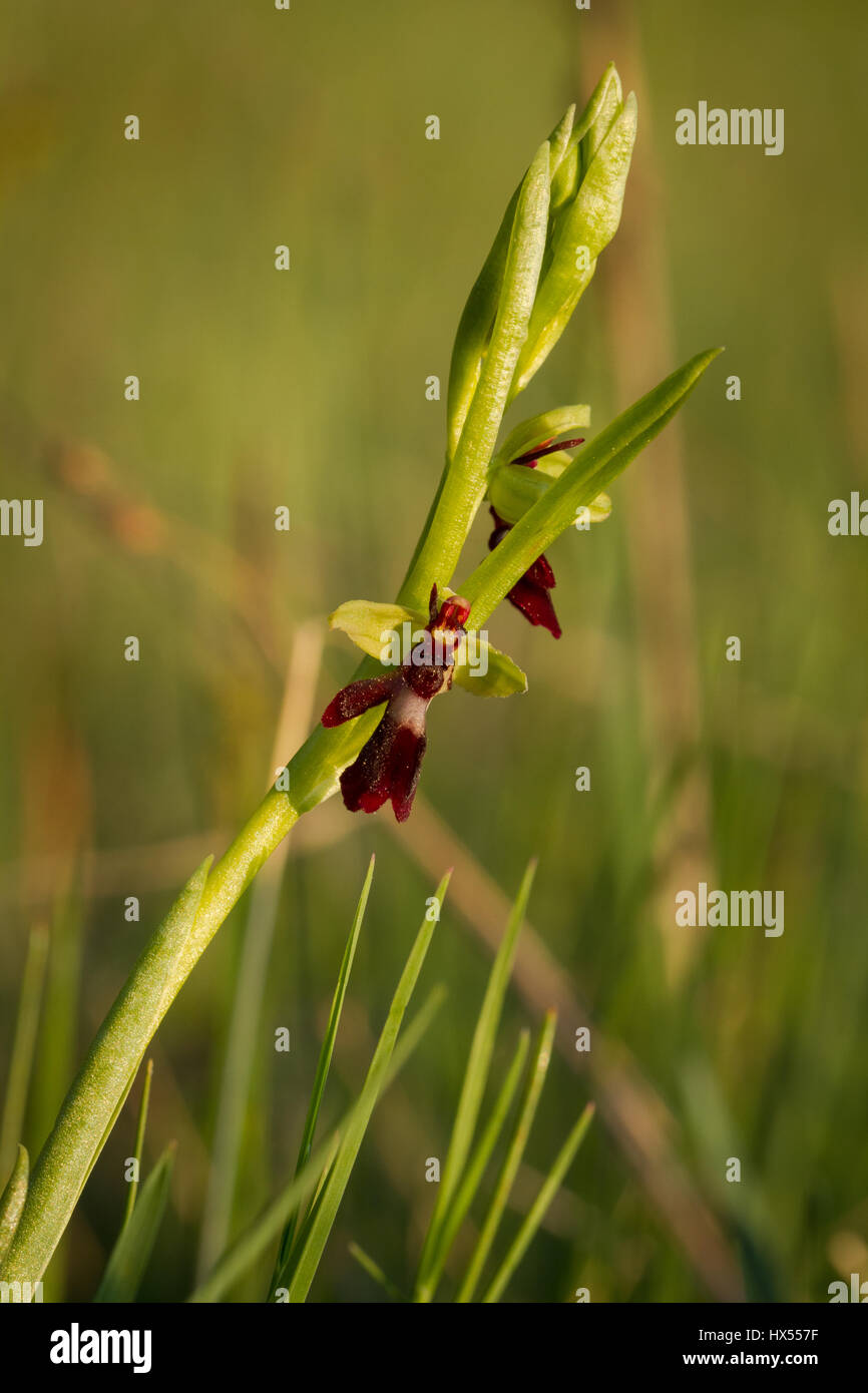 Fly Orchid, Ophrys insectifera in Sweden Stock Photo