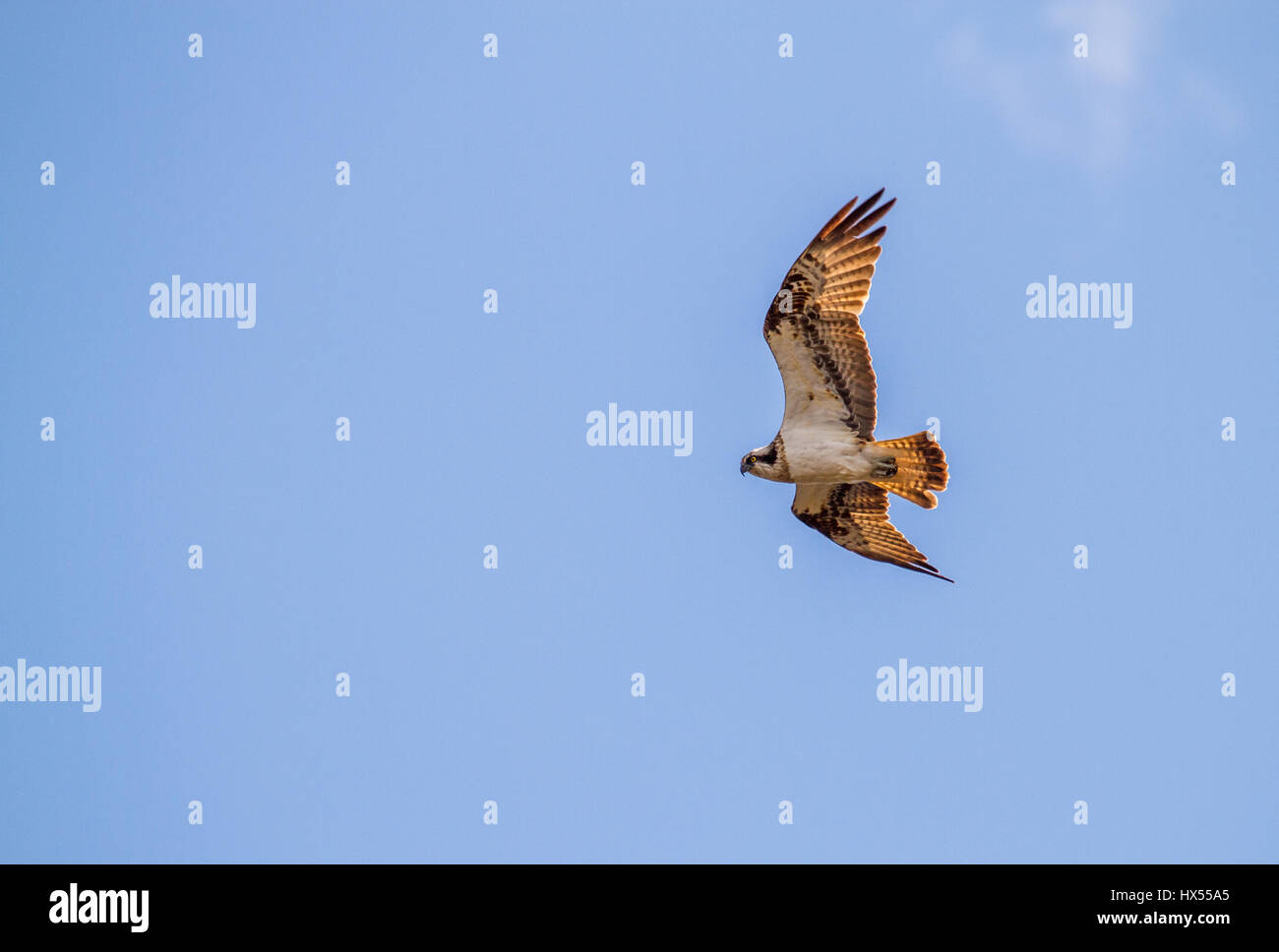 Osprey flying across the clear blue sky Stock Photo - Alamy