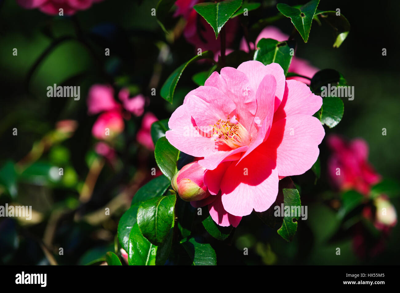 Pink camellia flower on sunny garden Stock Photo