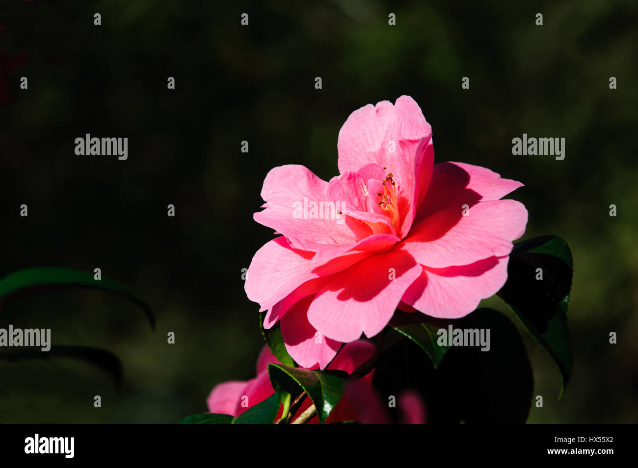 Pink camellia flower on sunny spring day Stock Photo