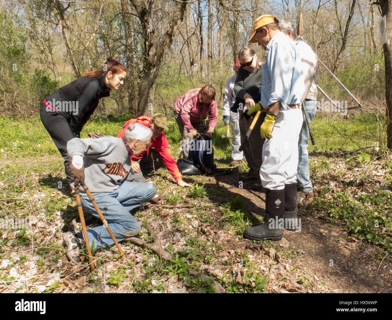 A group of volunteers learn how to identify and remove invasive plants in a woods in spring.. Stock Photo