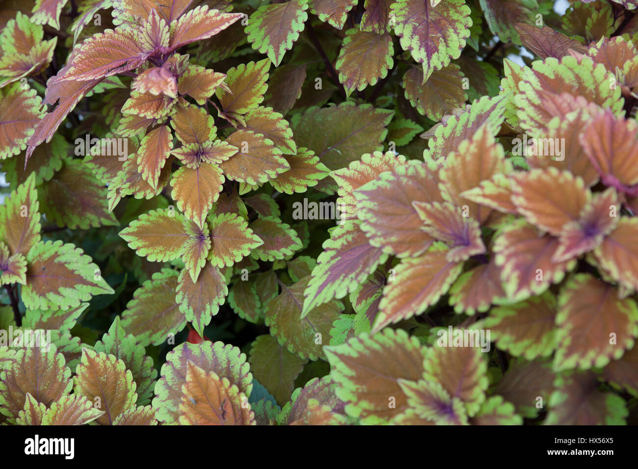 A cluster of colorful coleus plants. Stock Photo